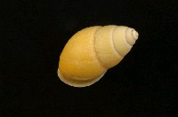 藏品(黃雙旋蝸牛)的圖片